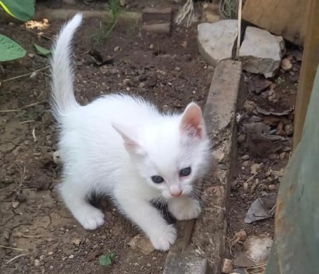 Абсолютно белый, невероятно красивый и умный котёнок